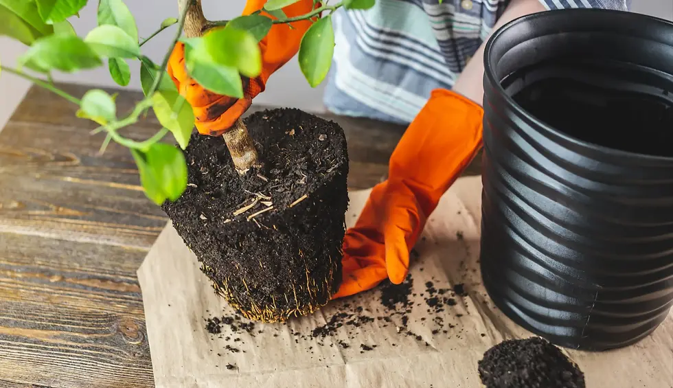 Gloved hands transplanting a young orange tree from a small pot into fresh soil in a larger container.