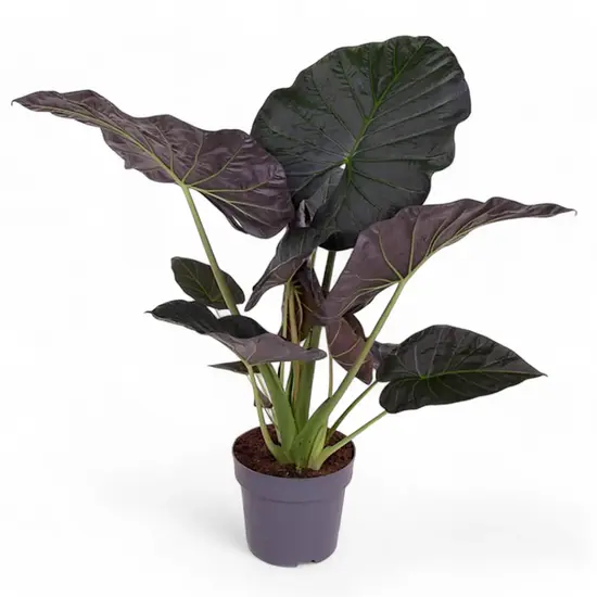A potted Alocasia wentii with glossy green leaves and a distinctive bronze-purple underside, placed against a neutral background.
