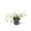 Miniaturbild: Muehlenbeckia complexa 'Maori'