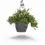 Thumbnail: Rhipsalis ewaldiana