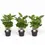 Miniaturbild: Coffea arabica