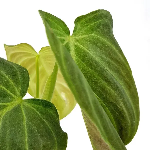 Philodendron 'Splendid'