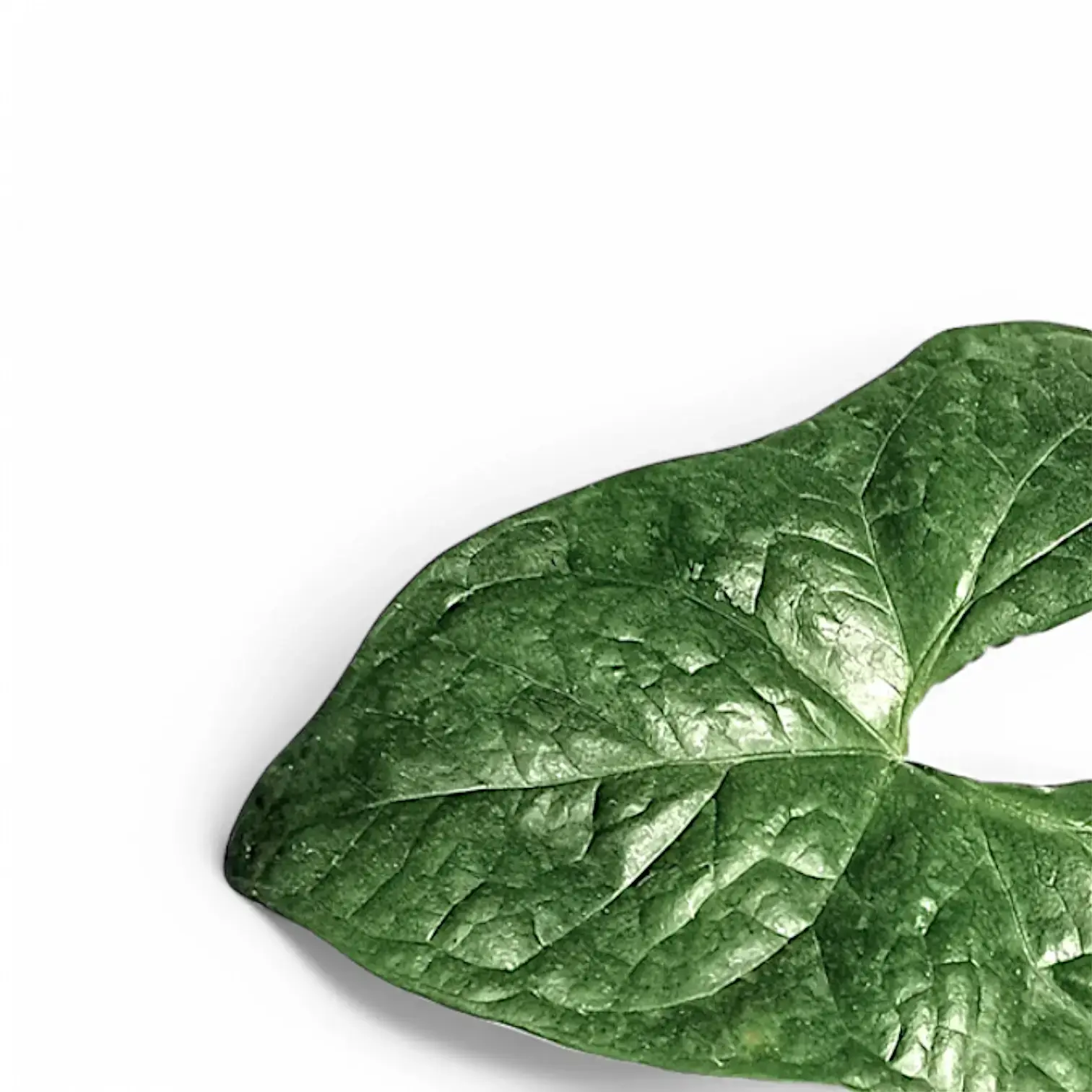 Nephthytis poissonii