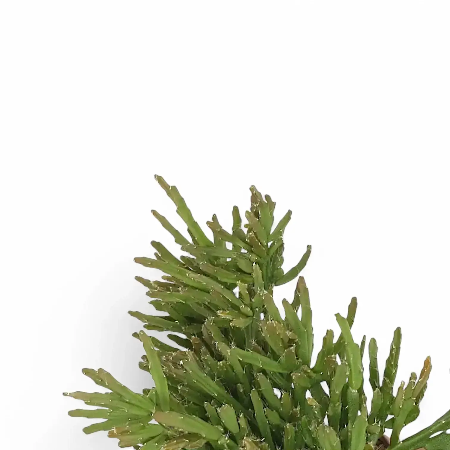 Rhipsalis ewaldiana