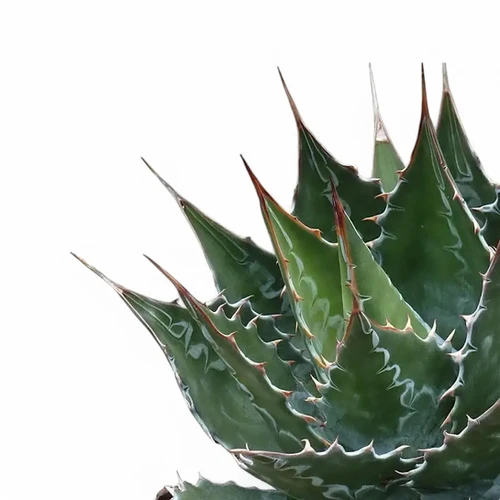 Agave montana - order online at Foliage Factory Plant Shop