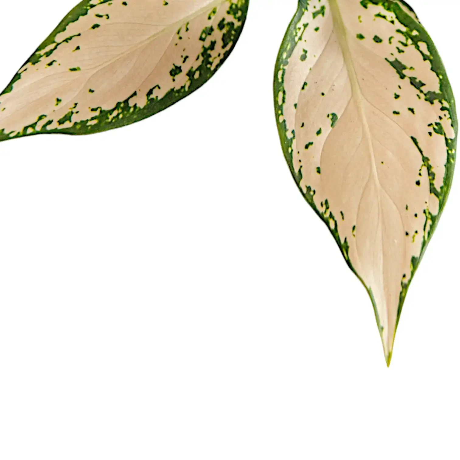 Aglaonema 'Vanilla Baby'
