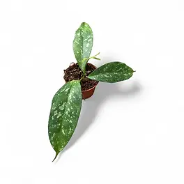Hoya occultata 'Splash'