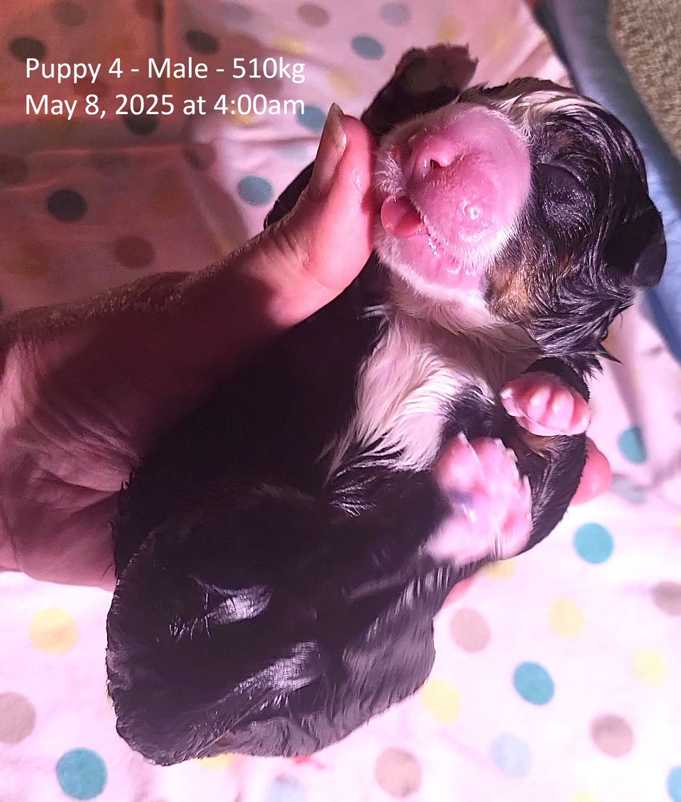Puppy 4 - Male 2 just born