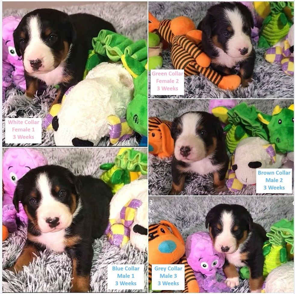 A-Litter 3 Weeks Old