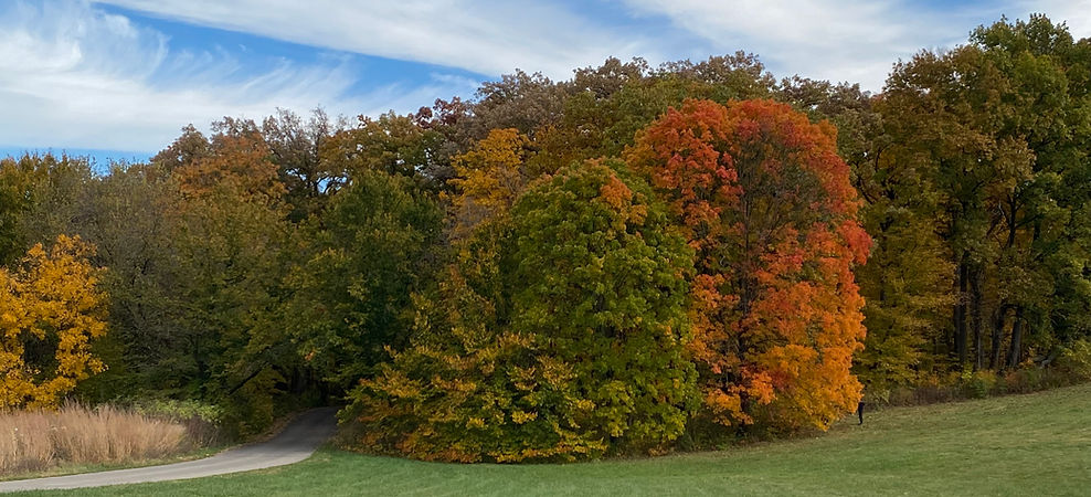 Gorgeous beauty of trees with fall colors of gold yellow green