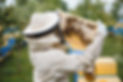 beekeeper-is-working-with-bees-and-beehives-on-api-2023-11-27-05-03-25-utc.jpg