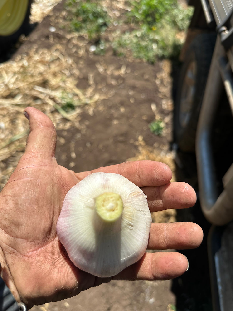 Thumbnail: Fresh Garlic