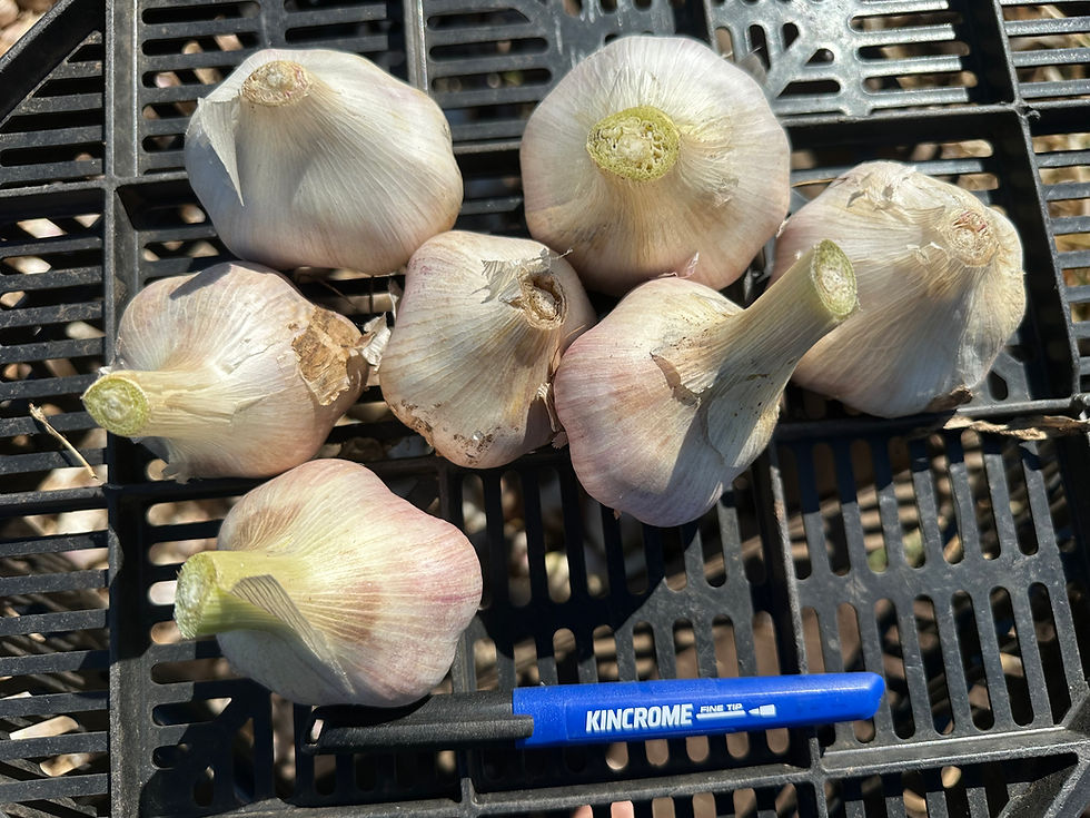 Thumbnail: Fresh Garlic
