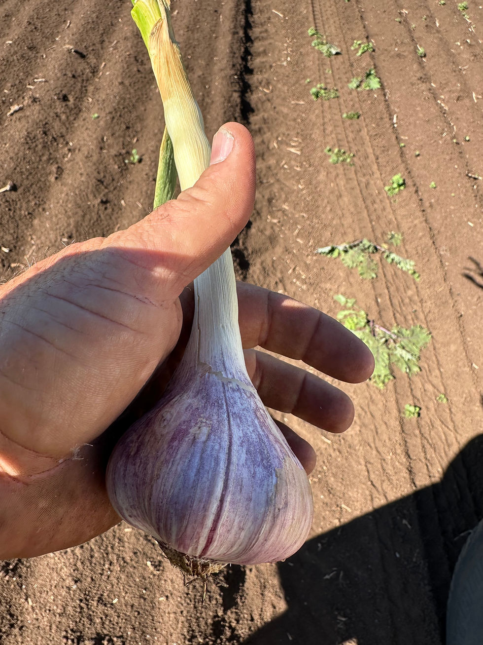 Thumbnail: Certified Organic Garlic
