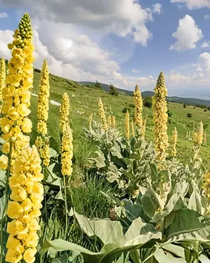 mullein.webp