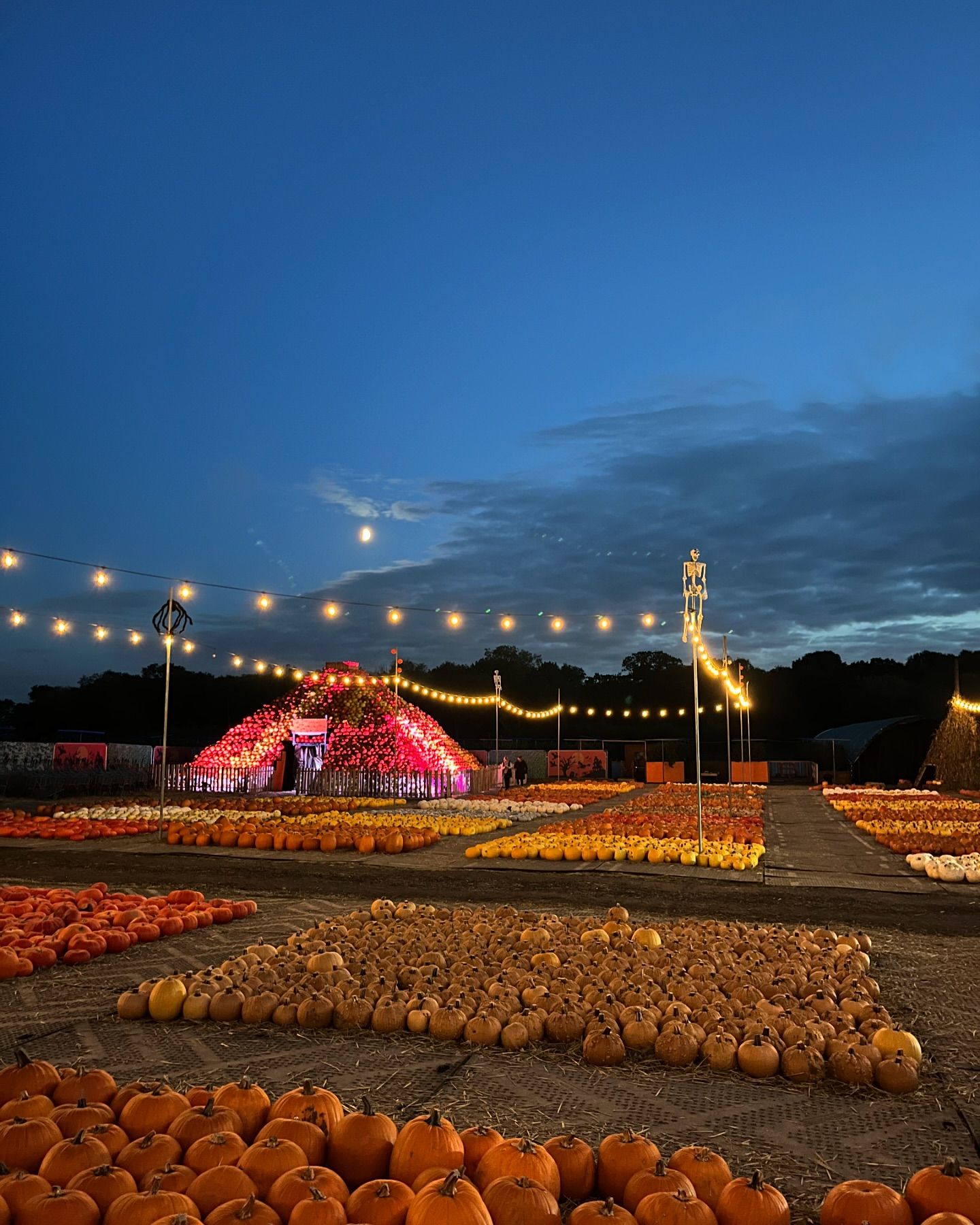 Pumpkin picking at Cammas Hall Farm