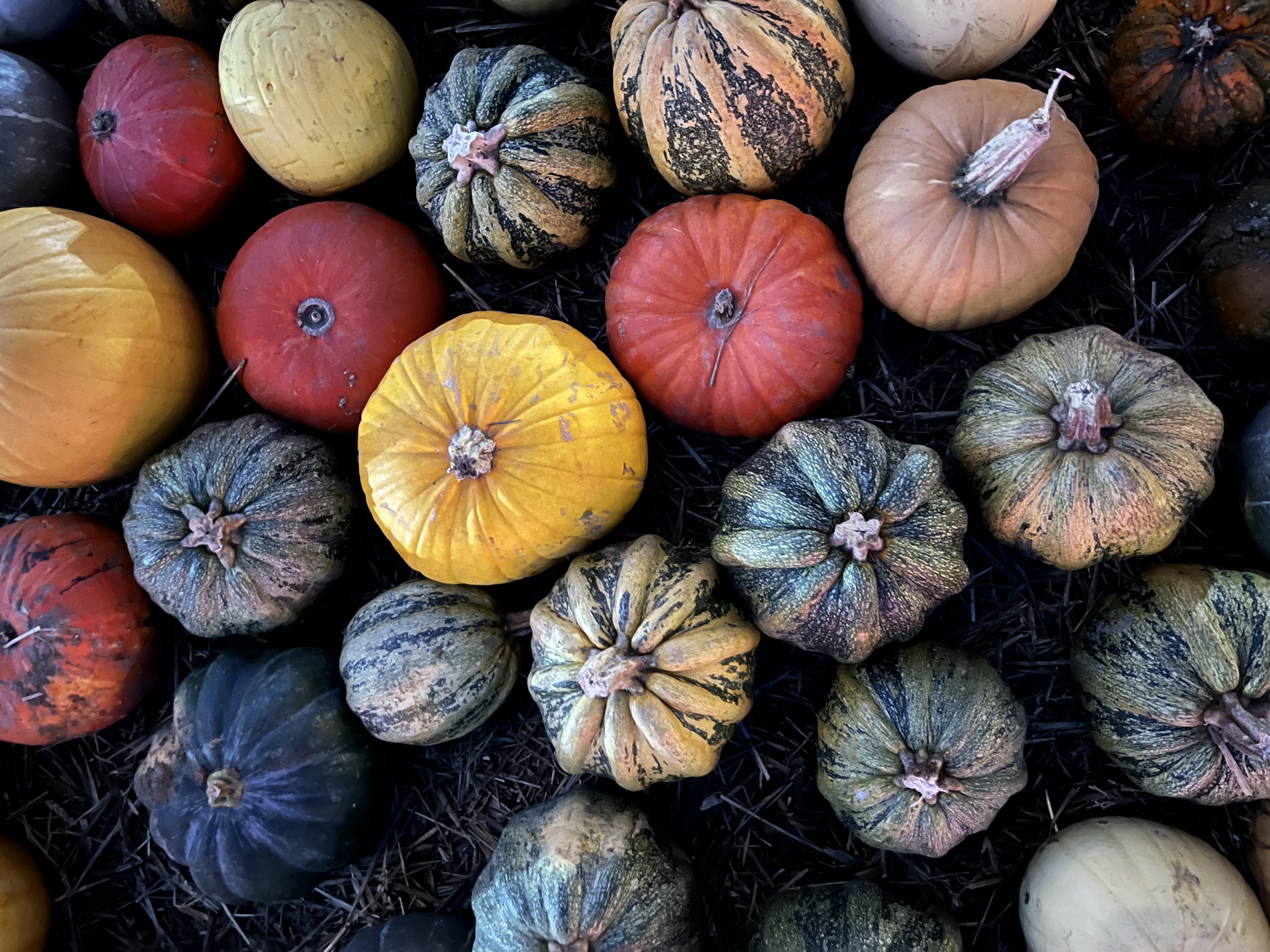 Pumpkin picking at Cammas Hall Farm