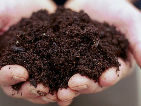 Soil Brilliance: Nurturing a Foundation of Greenery