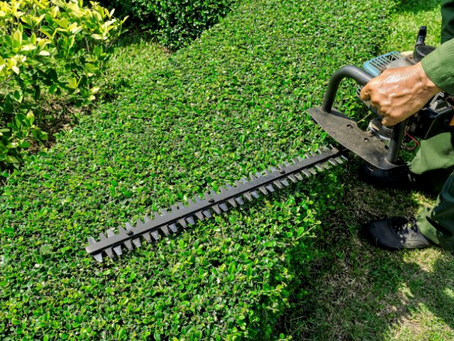 The Green Symphony: Unveiling the Importance of Garden Maintenance