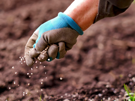 Fertile Grounds: Cultivating Excellence in Sutherland Shire and Wollongong Gardens