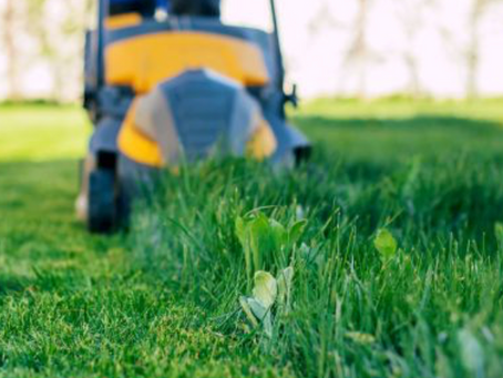 Elevate Your Outdoor Oasis: 5-Star Yard and Garden Maintenance in Sutherland Shire and Wollongong