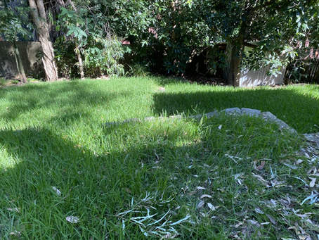 RECLAIMING THE BACKYARD