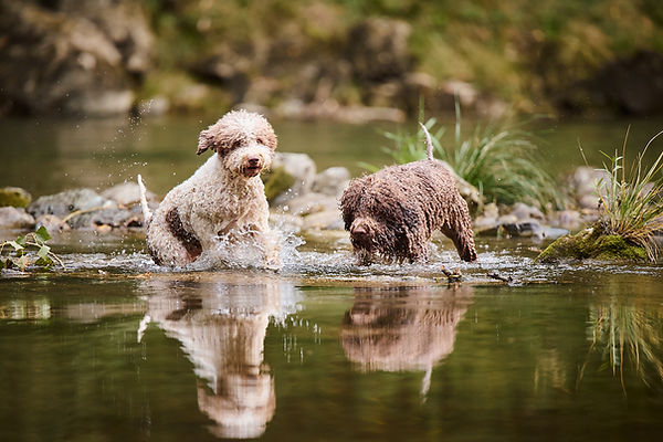 Trüffelsuchhund Gea und Christos Lagotto Romagnolo