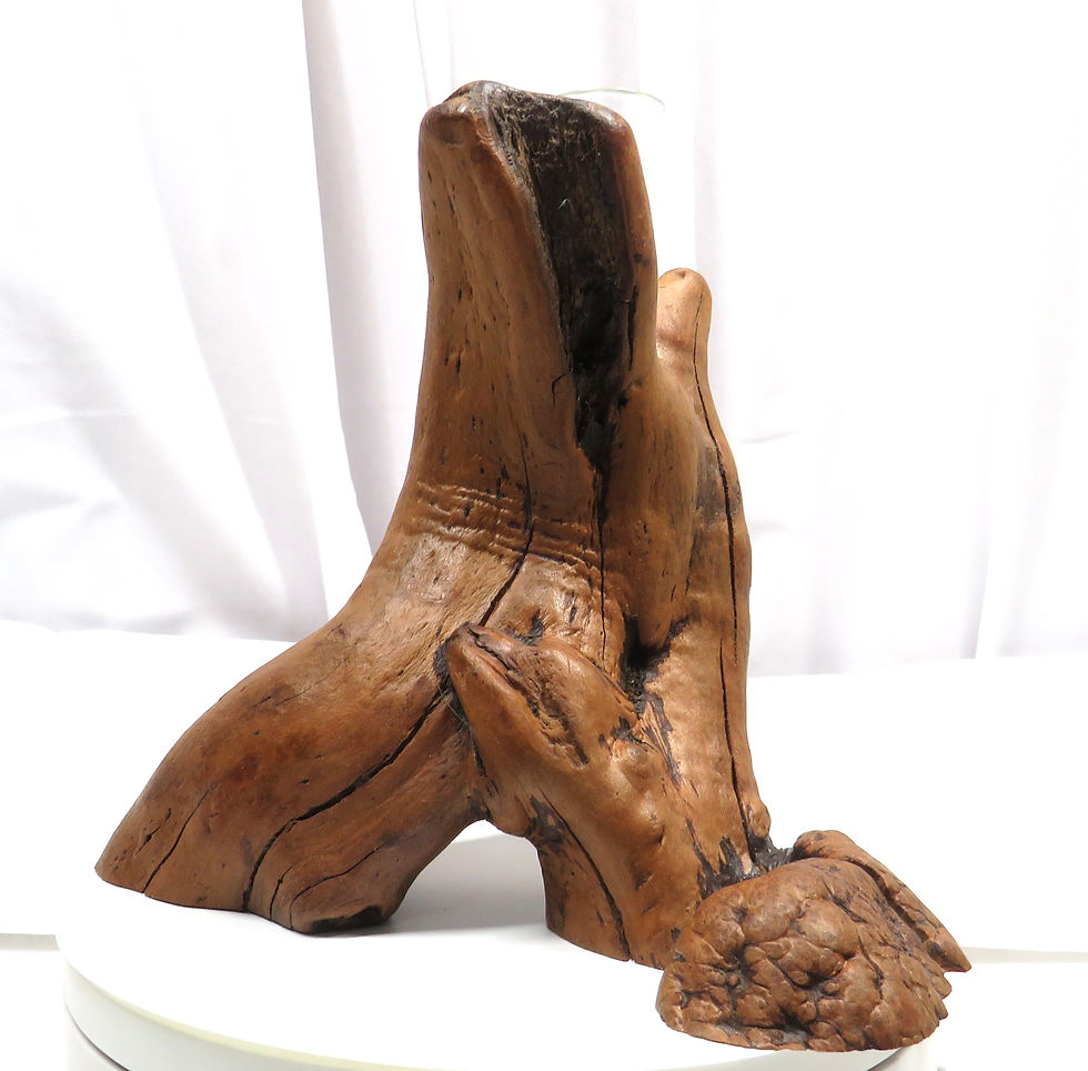 Thumbnail: Stabilized Root Vase with Glass Tube