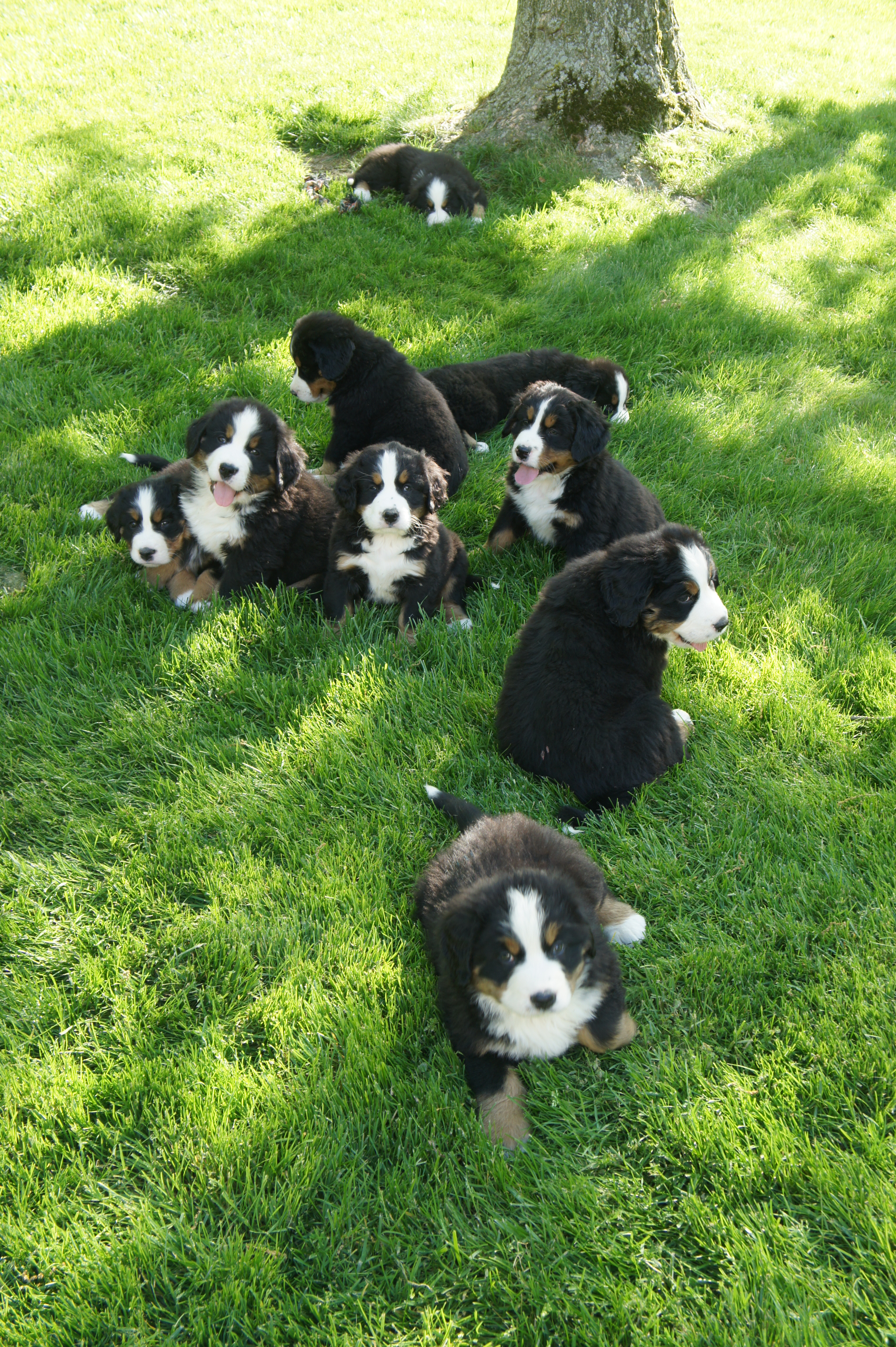 7 weeks litter
