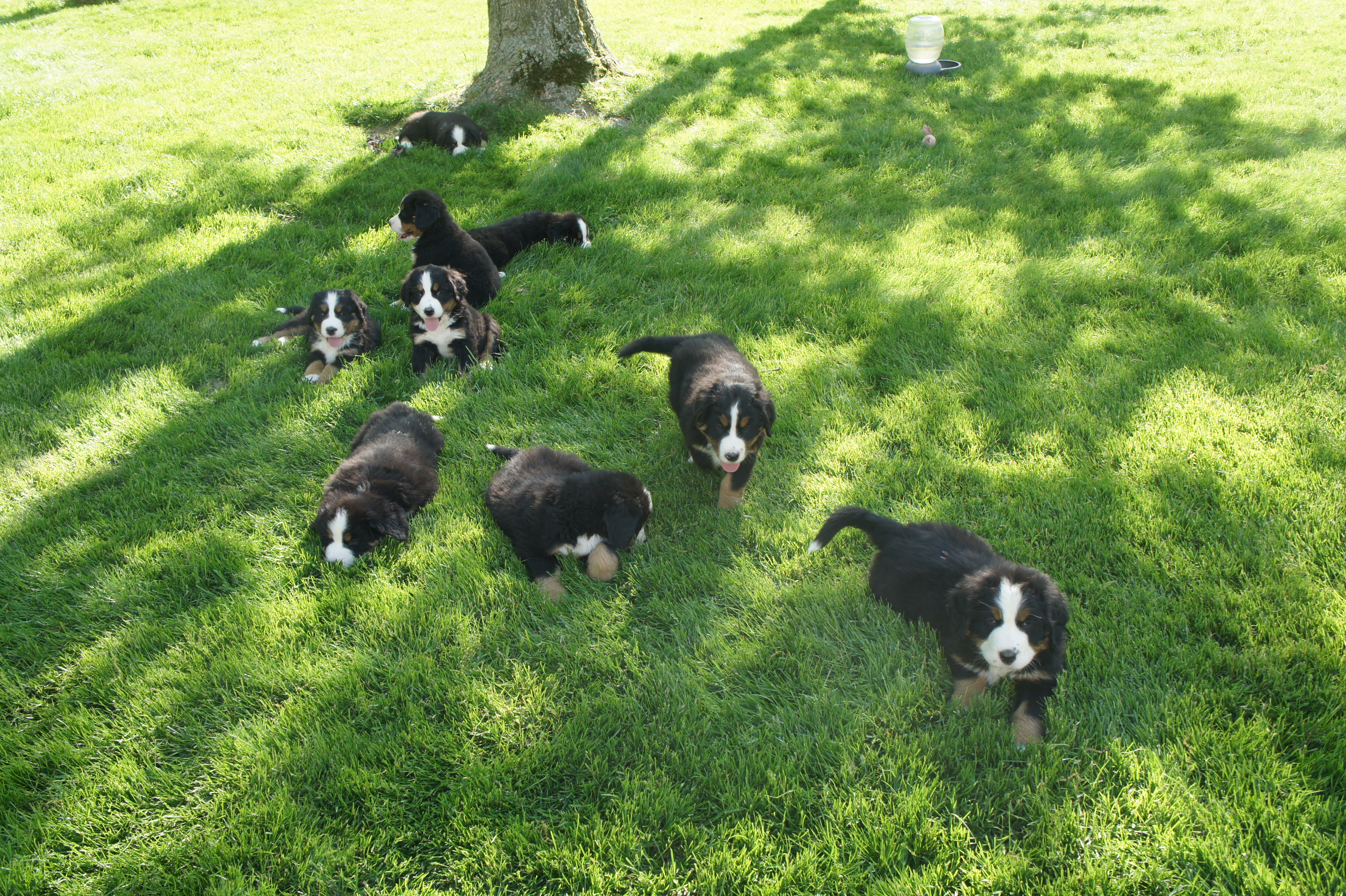 7weeks litter