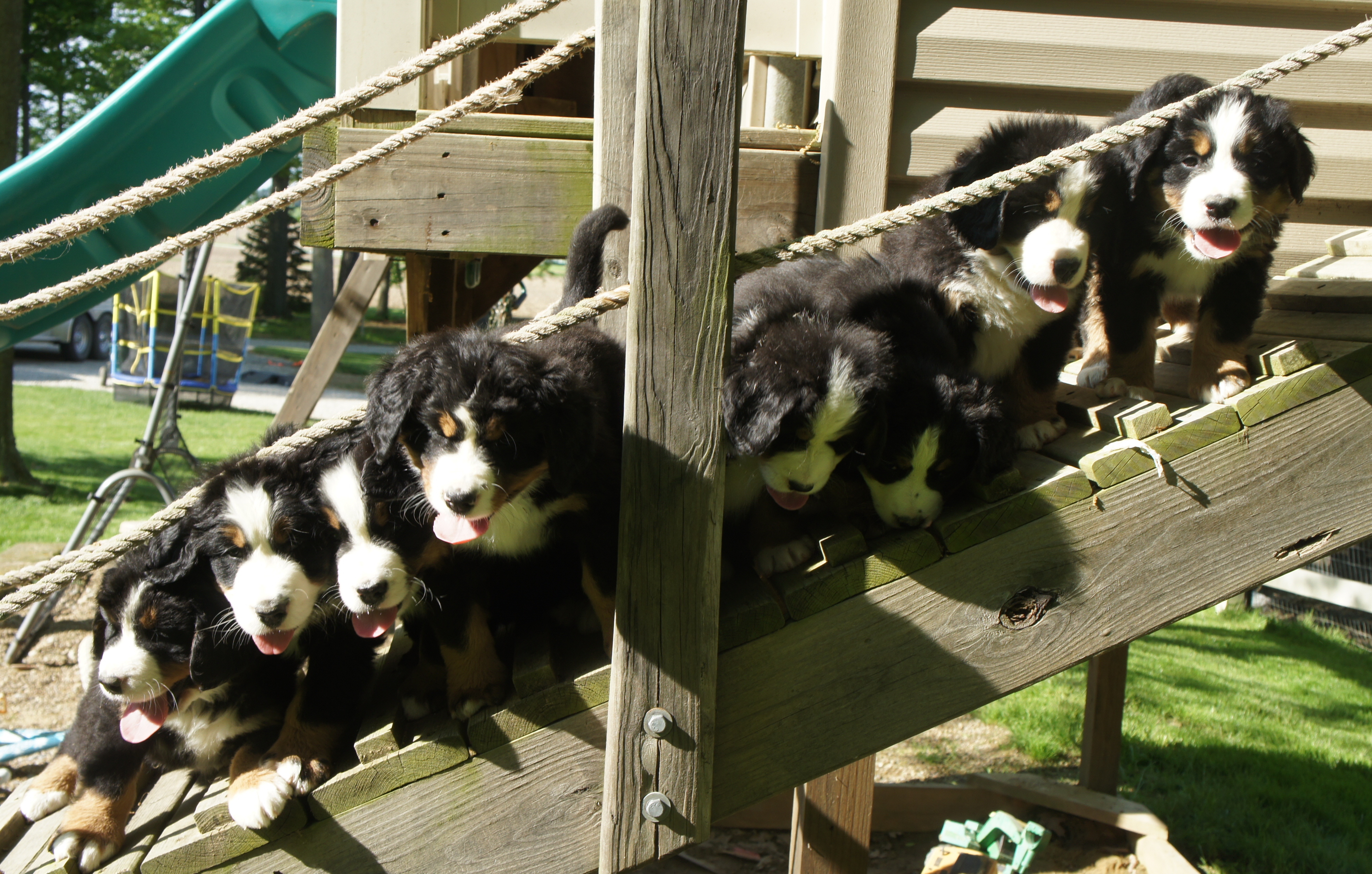 7weeks litter (3)