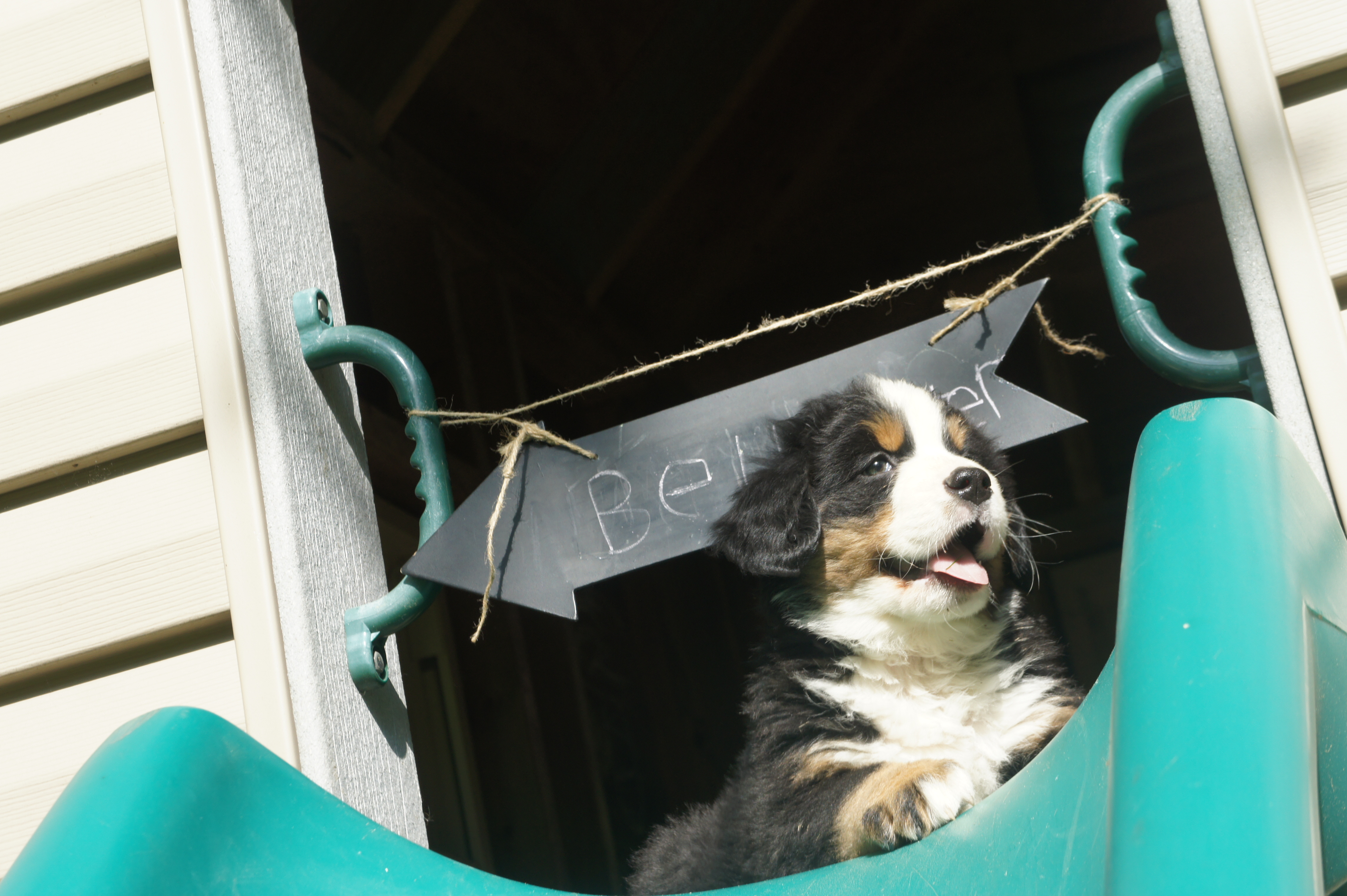 Bellwether (2)