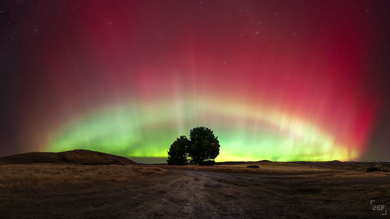 Aurora Australis behind a single tree, in Tekapo