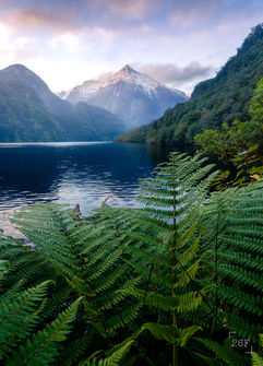Snow capped mountains, ferns during sunset in Dusky Sound
