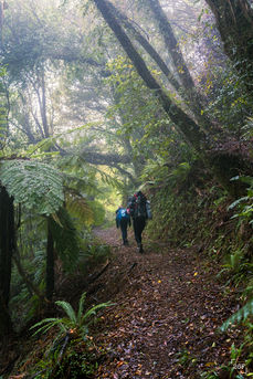 Hikers foggy conditions on the Nydia Track in Marlborough