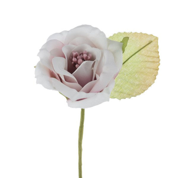 Miniatura: Rosa media pistilli