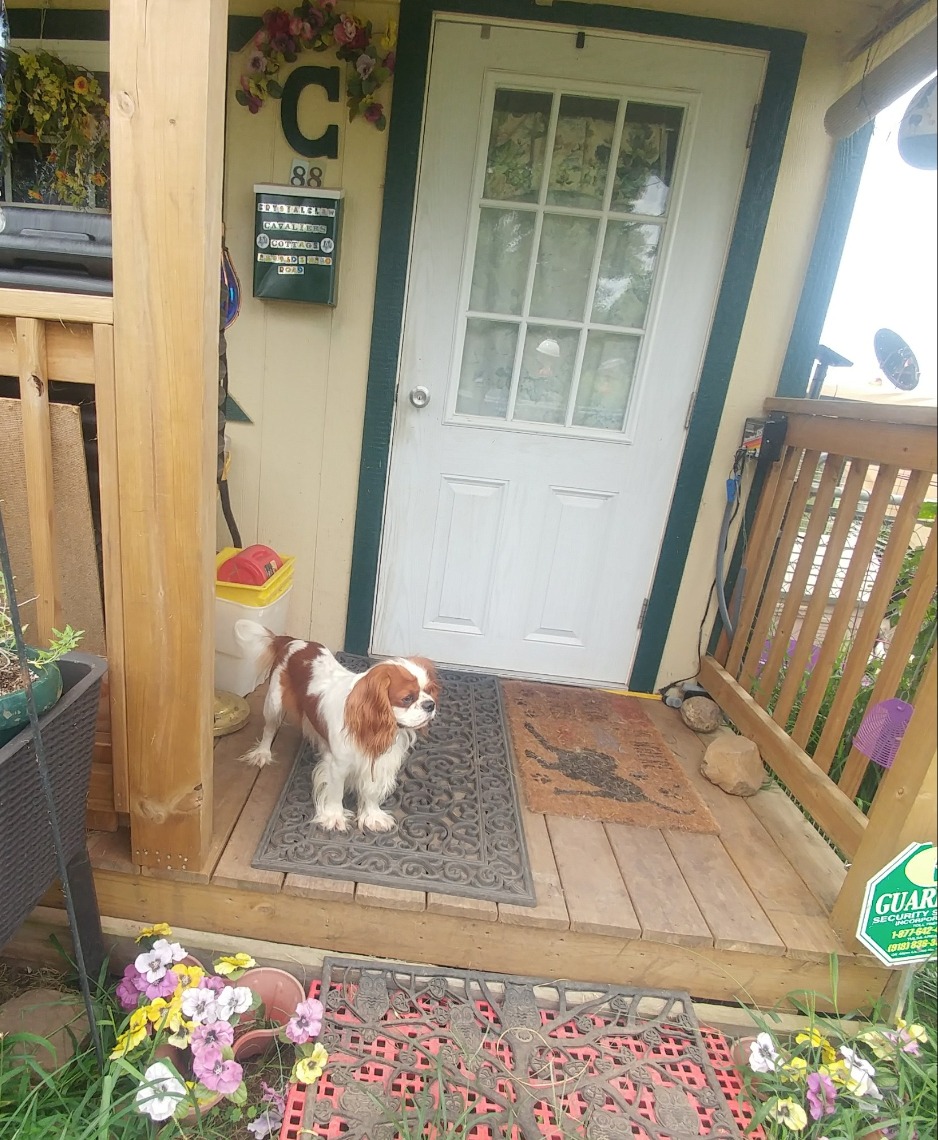 king charles spaniel peeing in house