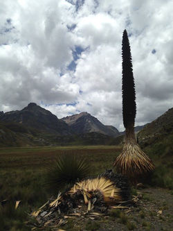 Puya Raymundi Plant