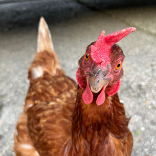 The Kindness of Strangers