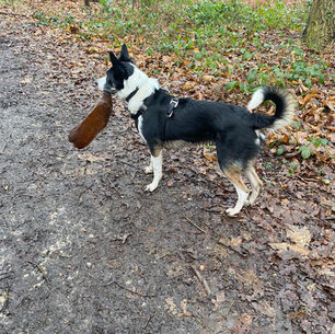 Our little Litter Picker