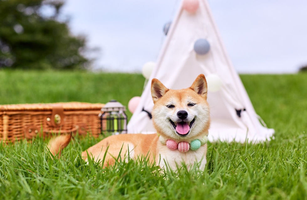 寵物友善「GO野餐」(圖片由西沙GO PARK提供)