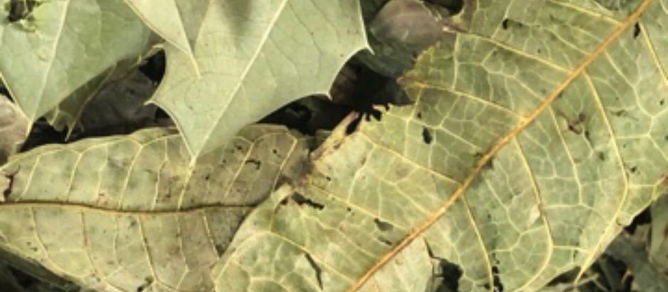 Espinheira santa, você sabe identificar?