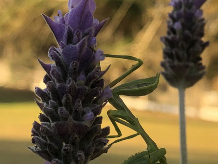 Uma flor de lavandula com tom arroxeado em emio a um campo verde com um louva deus na flor