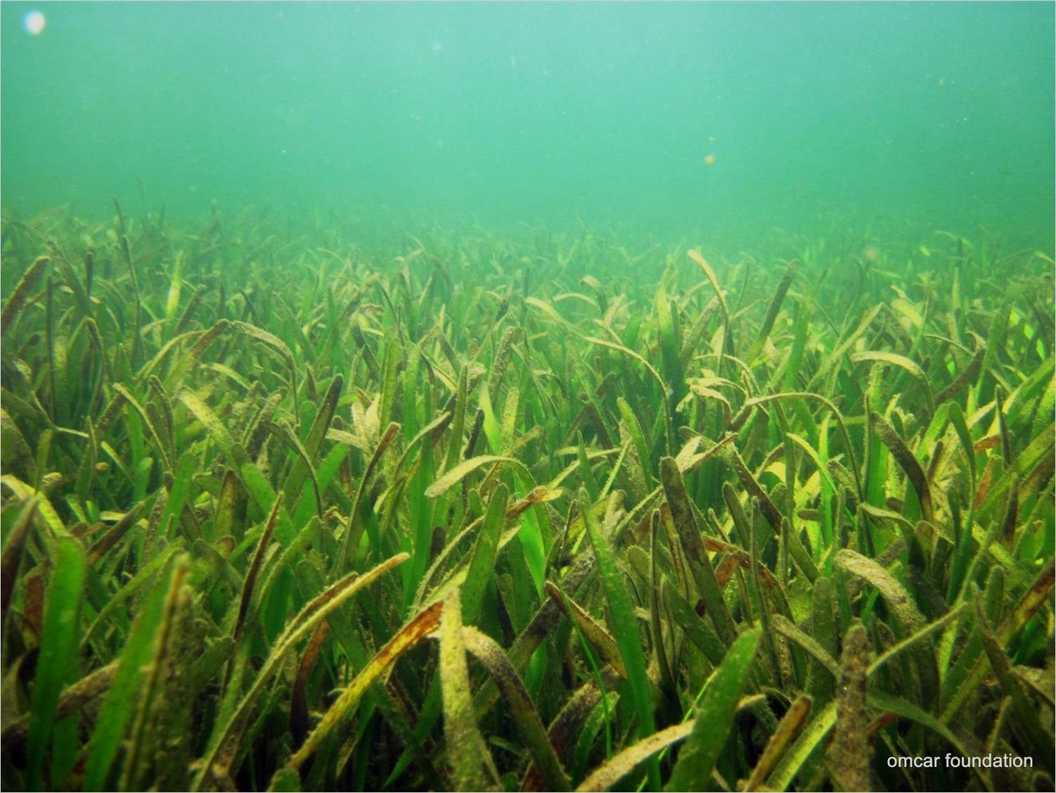 An underwater view of a seagrass meadow from OMCAR’s field image collection.
