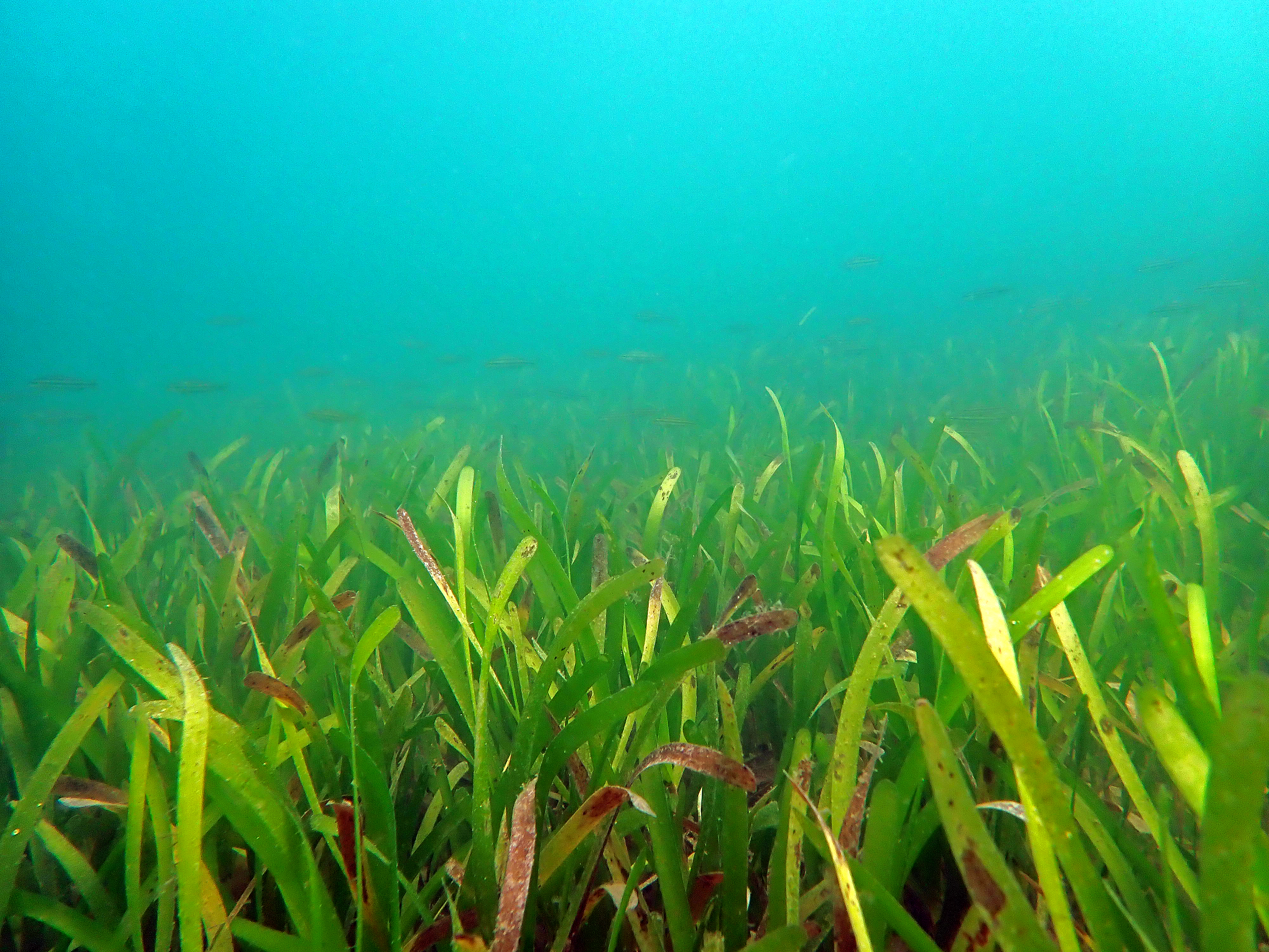 Healthy seagrass meadow in Palk Bay documented by OMCAR