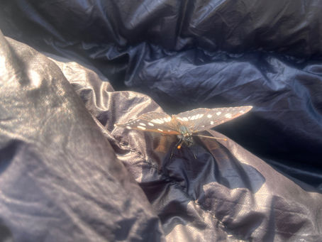 Day 48: Dolmen to Cajarc