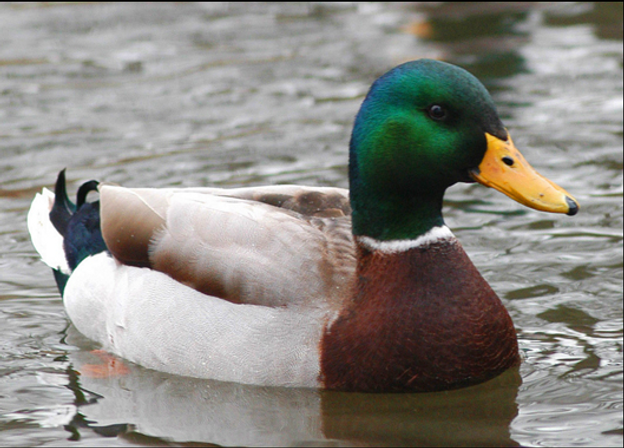 The photo of a mallard duck on a red-green background, captioned with sincere, helpful advice.