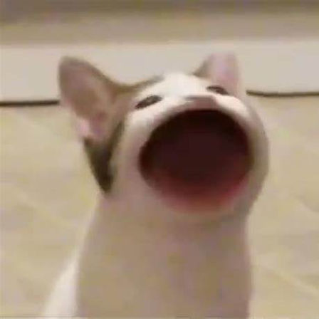 A cat with a closed mouth in one image and an open, 'O'-shaped mouth in another, creating a popping effect.