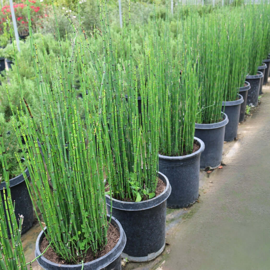 Horsetail Reed - (Equisetum hyemale)