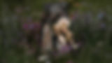 Wildflower_Meadow_Homepage_2560px_OPT.jpg